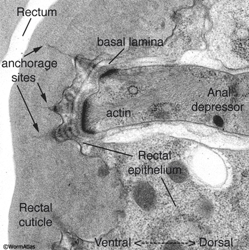 ETFIG 2: Electron tomogram of a rectal muscle.